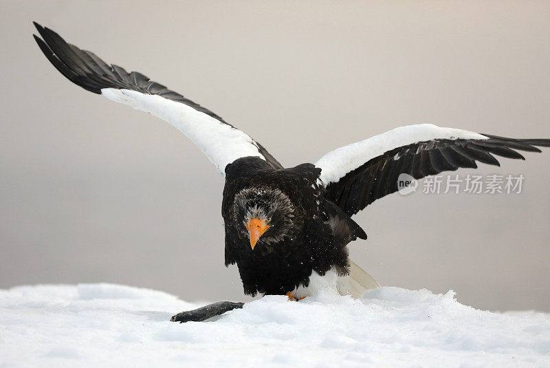 虎头海鹰在日本北海道