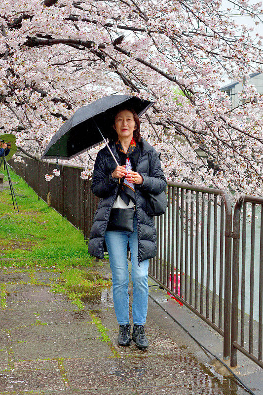 一名日本妇女在京都的雨天里欣赏樱花