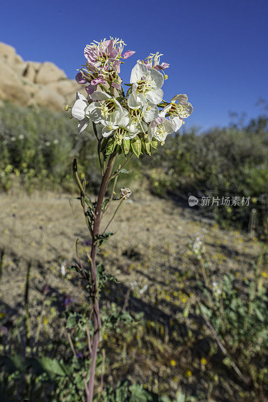 棒状乳糜草是一种被称为褐眼樱草花或褐眼樱草花的野花，发现于加利福尼亚州约书亚树国家公园。柳叶菜科。