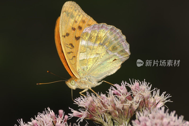 银洗贝母蝶