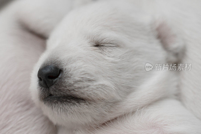 小狗雪纳瑞犬