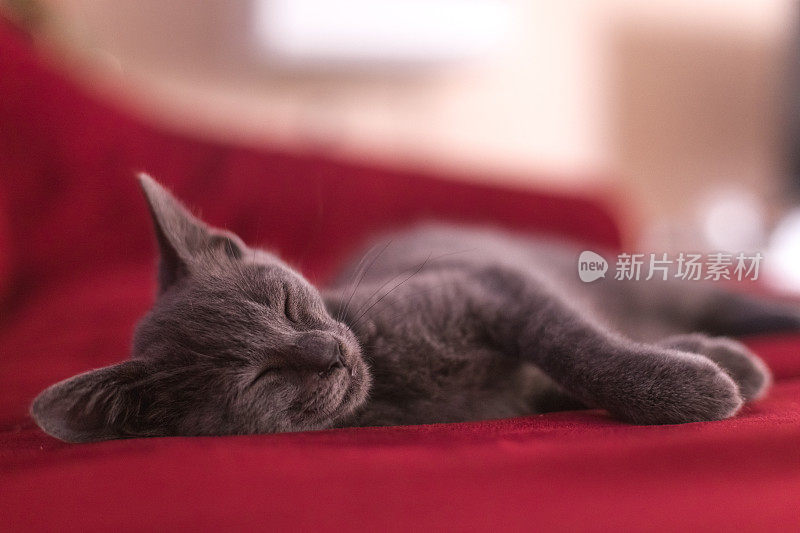 俄罗斯蓝色小猫睡觉