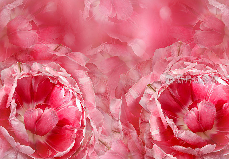 花的粉红色背景。一束粉白色的郁金香花。特写镜头。植物的拼贴画。花组成。大自然。