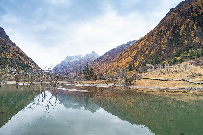 森林和树木景观纹理背景，色彩斑斓的自然景观风景亚丁，香格里拉，中国，西藏山区的秋天