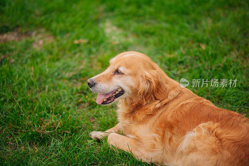 美丽的金毛猎犬坐在田野里