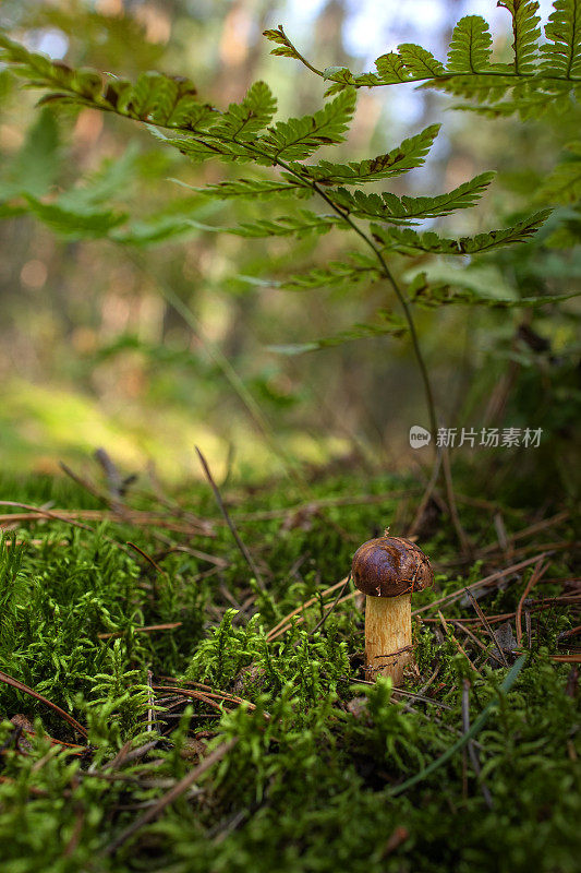 香菇在苔藓和蕨类下的森林