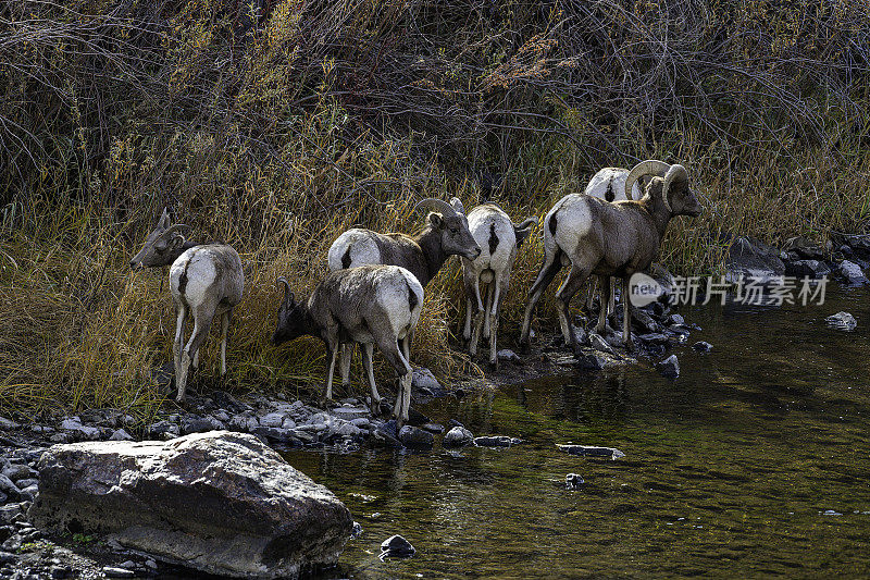 大角羊在峡谷河边排成一行