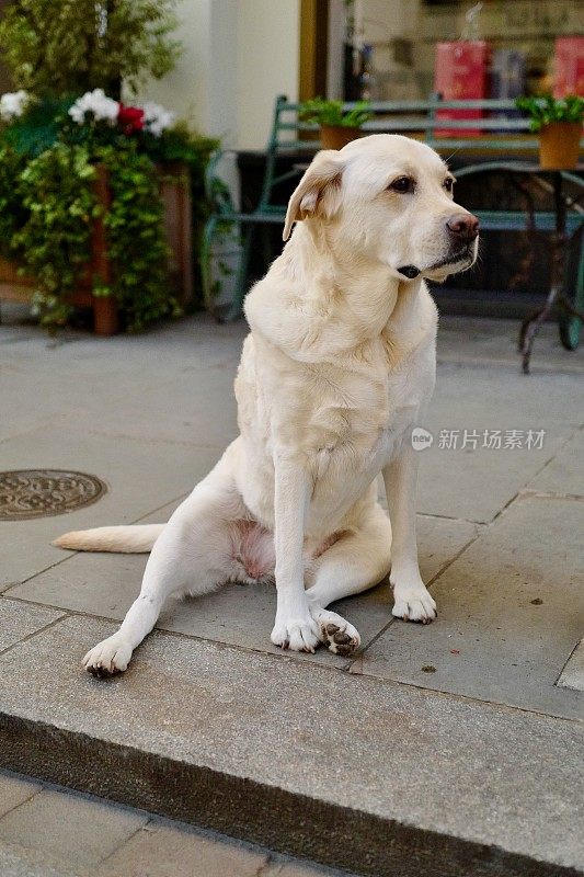 伦敦的拉布拉多犬