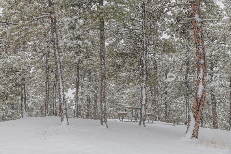 降雪期间，地区公园里的松树和寂寞的野餐桌