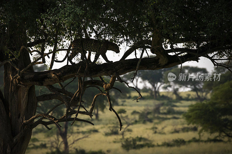 在金合欢树上的非洲豹(金合欢豹)