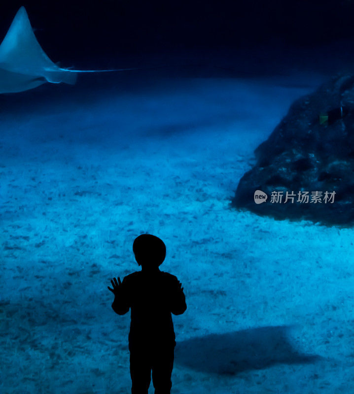一个男孩的剪影站在一个巨大的海洋鱼缸的玻璃看着鱼。