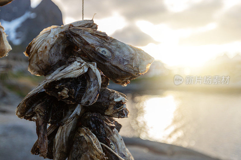 挪威罗浮敦群岛的鳕鱼架:鳕鱼捕鱼业