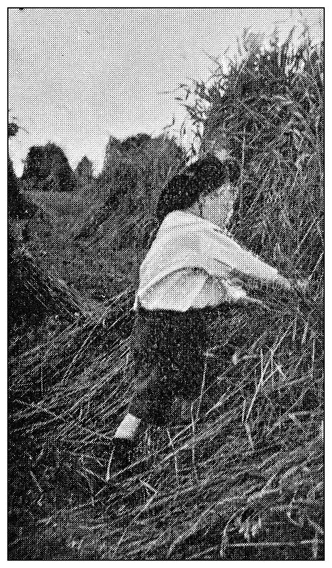 古董点印黑白照片:孩子在野外