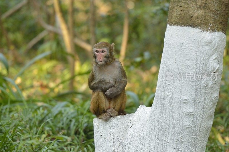 阳光下的小猴子