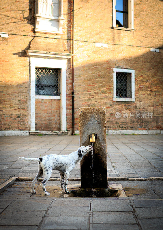 英国赛特犬在喷泉里喝水