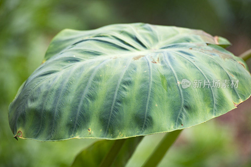 山药(薯蓣属)