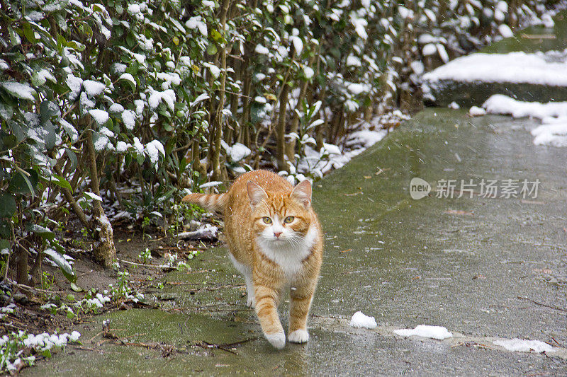 大自然中下雪天的小条纹猫