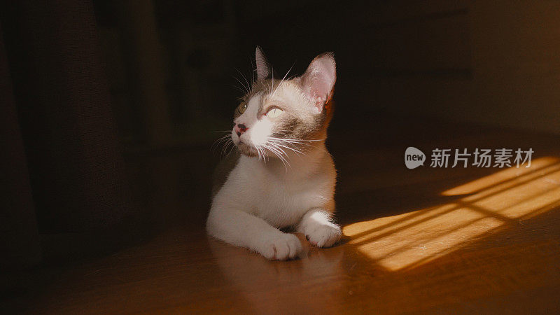 一只小猫躺在地板上放松玩耍。