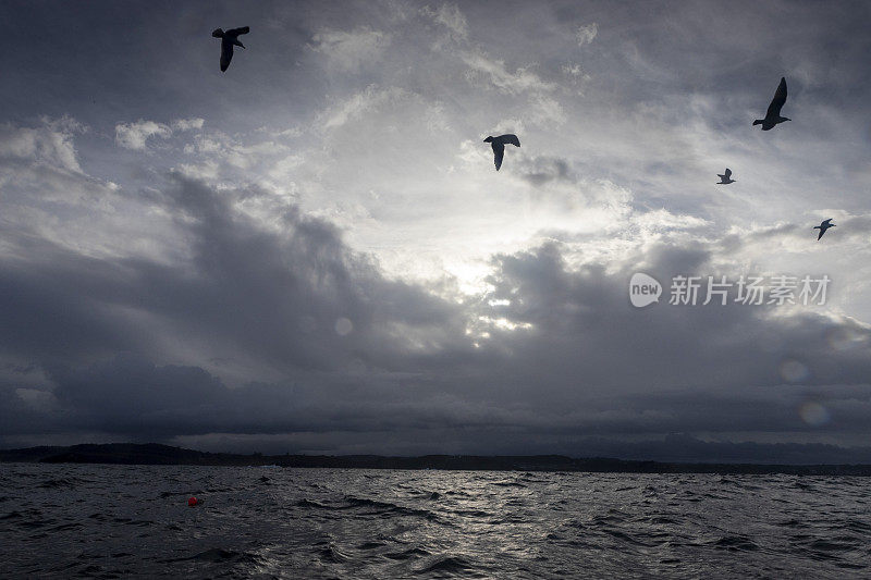 一只海鸥在A湾多云的天空中飞翔Coruña