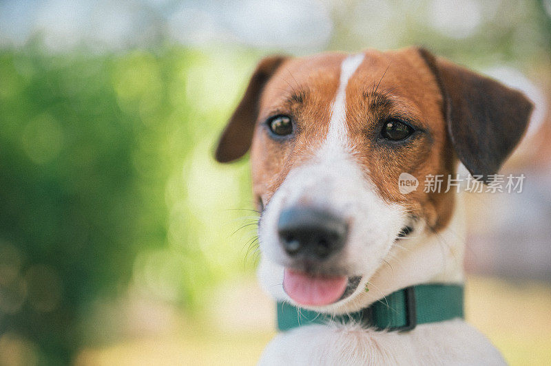 小狗杰克罗素梗犬在公园的草地上草地空地上绿色的背景