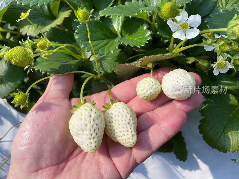 白色草莓生长在一种植物上