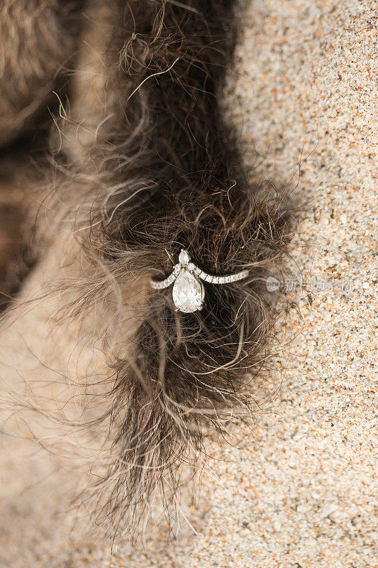 沙滩上一只小黑狗尾巴上的泪滴钻石订婚戒指