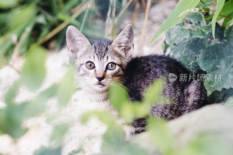 一只可爱的小猫在看我