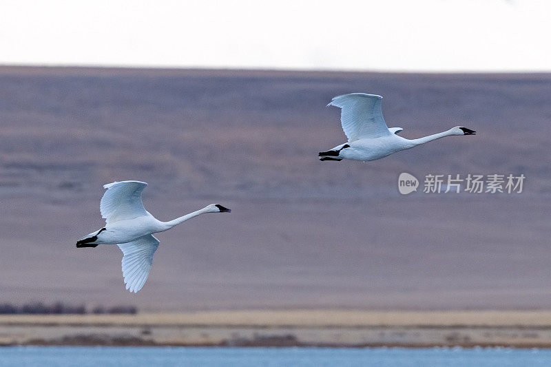 两只号手天鹅从冰冻湖野生动物管理区起飞后低空飞行