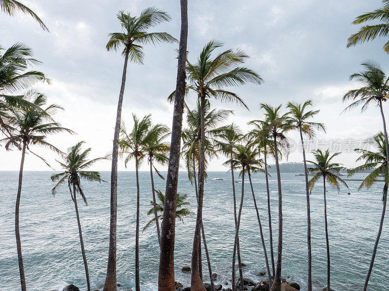 斯里兰卡海边的棕榈树山