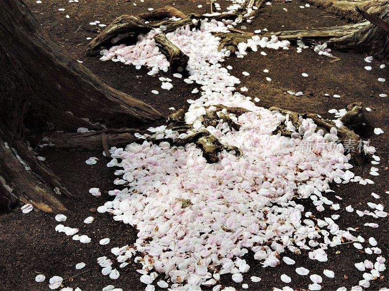 日本。3月底。樱花的终点。樱花树下的樱花花瓣。