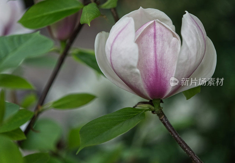 木兰花朵