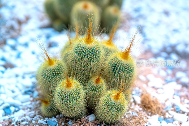 花园里种着仙人掌。