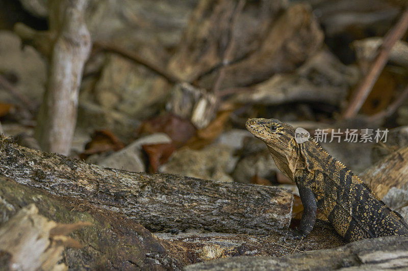 野生黑鬣蜥在曼纽尔安东尼奥国家公园在哥斯达黎加太平洋海岸