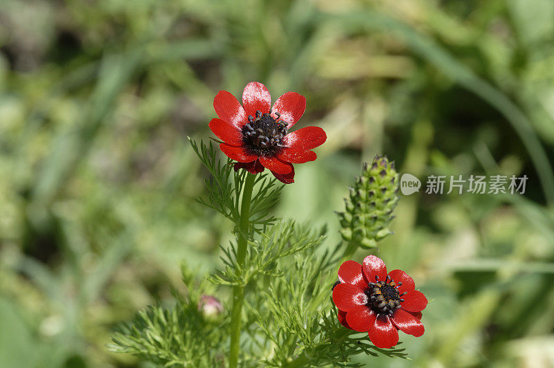 野鸡的阿多尼斯(植物)