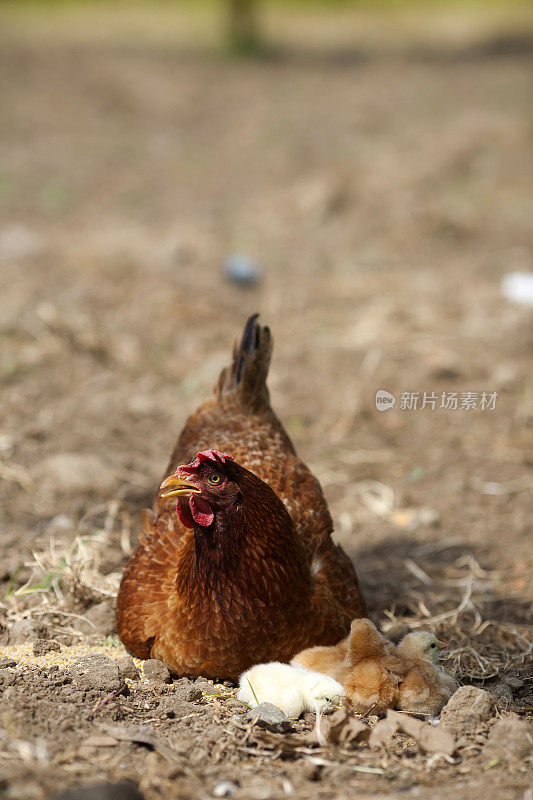 鸡和小鸡的特写镜头