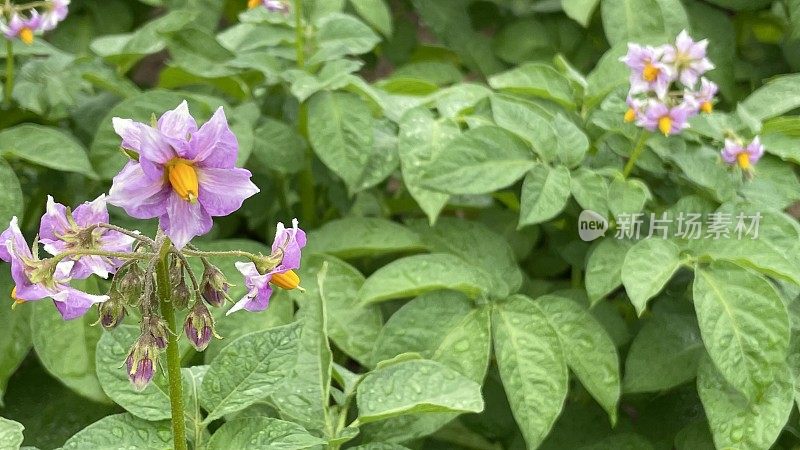 potatoe植物