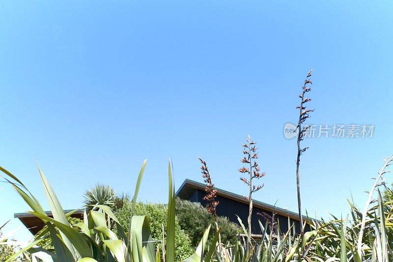 典型的新西兰夏季几维安娜巴赫风格度假屋背景