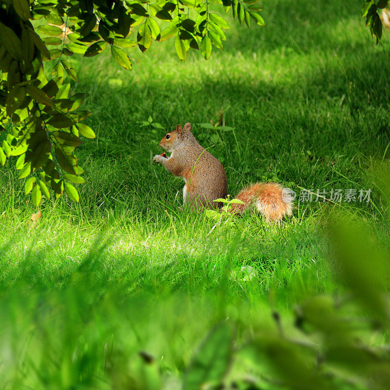 可爱的松鼠在绿色景观中进食