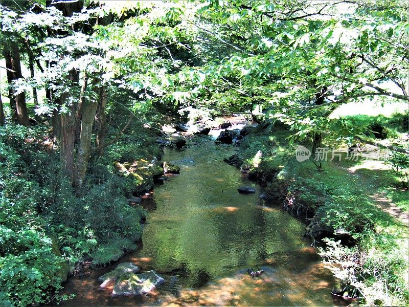 日本。八月里晴朗的一天。山间森林里的小河。