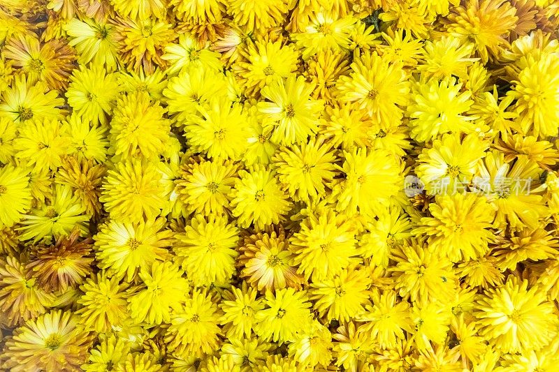 天然鲜黄色菊花头花的开花背景。花卉图案。