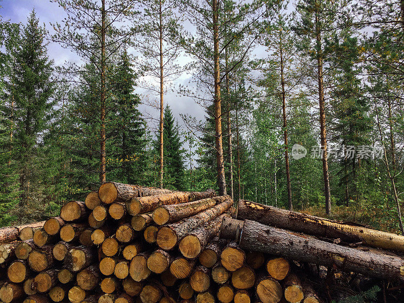 林业木材工业木材采伐芬兰