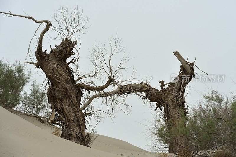 塔克拉玛干沙漠-死亡的胡杨树