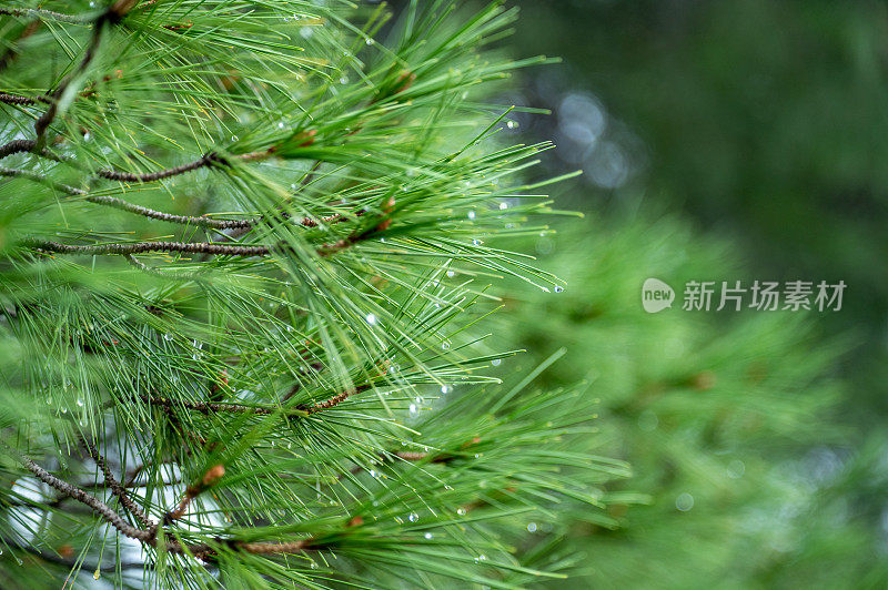 雨后的松枝。雨后湿漉漉的松枝紧贴着。松针上的雨滴。绿色的松针和水滴