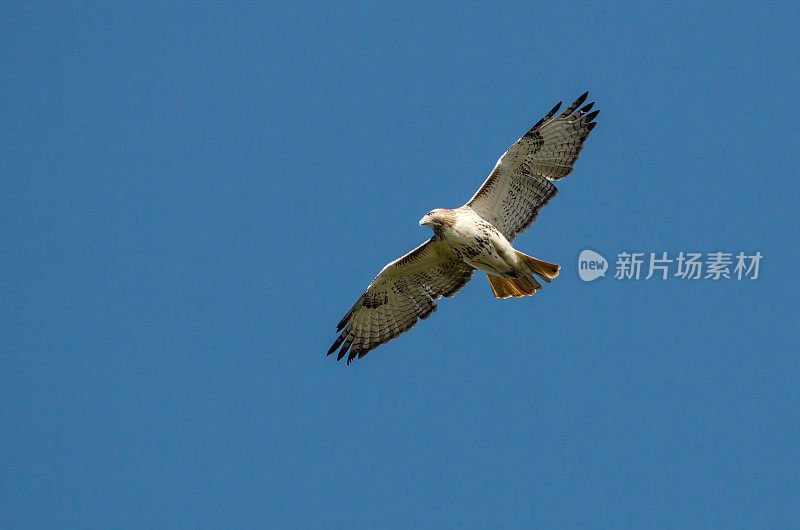 红尾鹰在天空飞翔