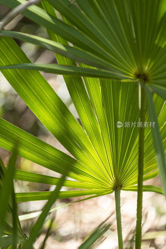 背光锯棕榈叶部分隐藏的较高，较暗的叶在前景