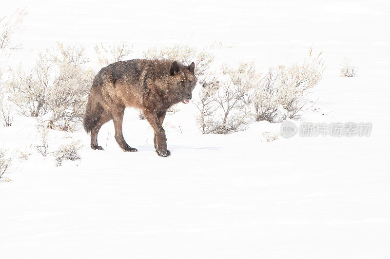 狼独自在雪地里快速行走