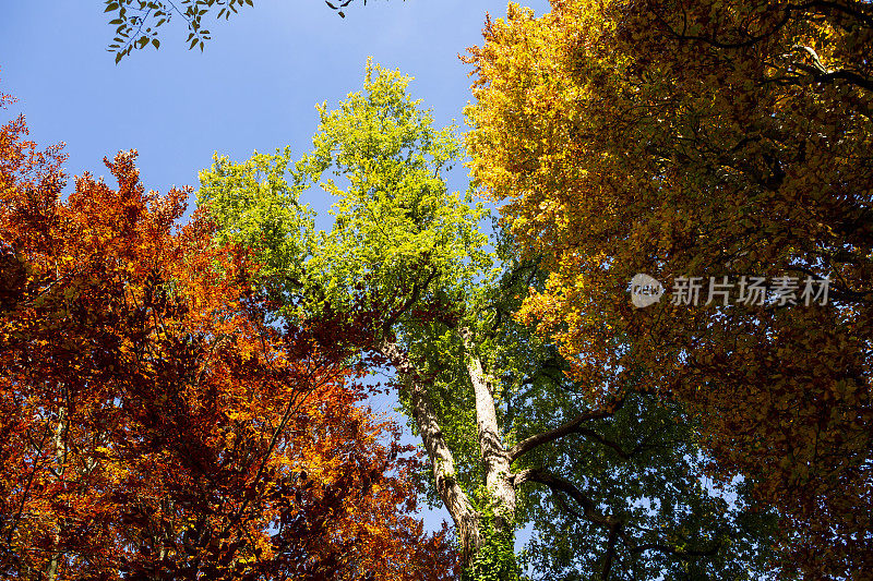 在秋天仰望不同颜色的树顶