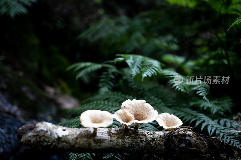 长在树枝上的可食用的野生蘑菇(香菇属)