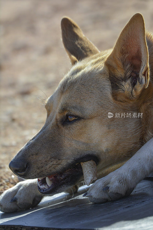 野狗(犬类狼疮野狗)