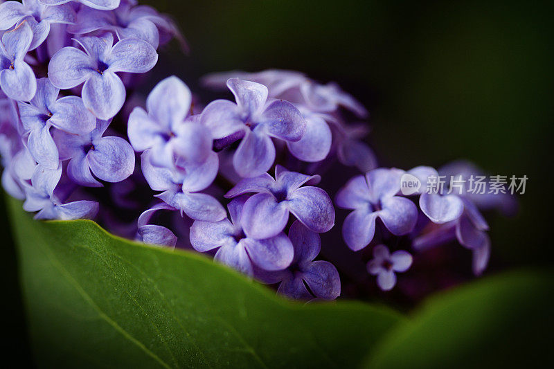 丁香花特写对黑暗的背景